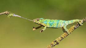 Panther chameleon