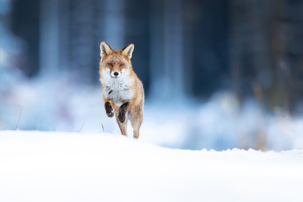 Red fox from Milan Zygmunt