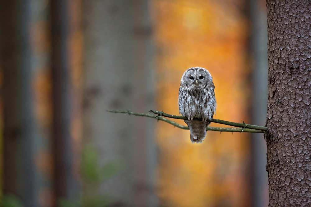 Tawny Owl from Milan Zygmunt