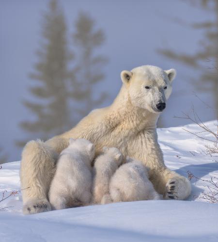 Polar Bear Mum and Triplet