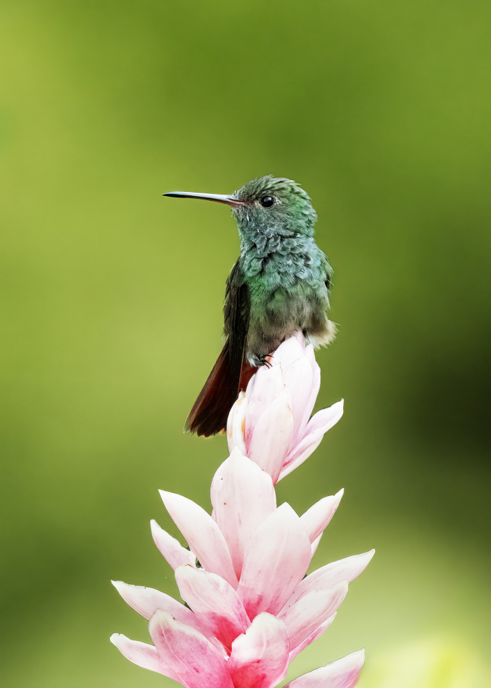 Hummingbird from Ming Chen