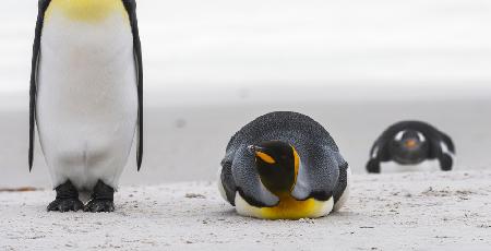 penguin look
