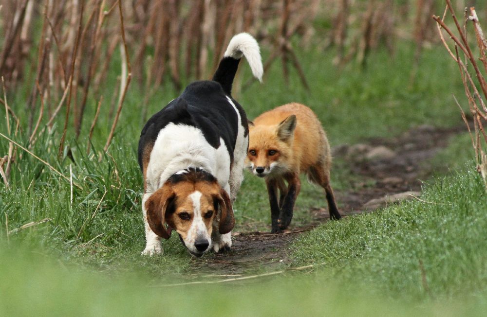 World\\\&#039;s worst hunting dog from Mircea Costina