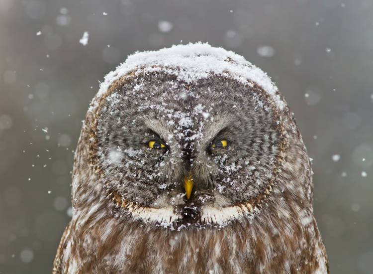 Great Grey Owl Winter Portrait from Mircea Costina