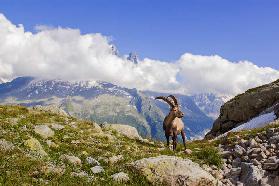The king of Mont Blanc