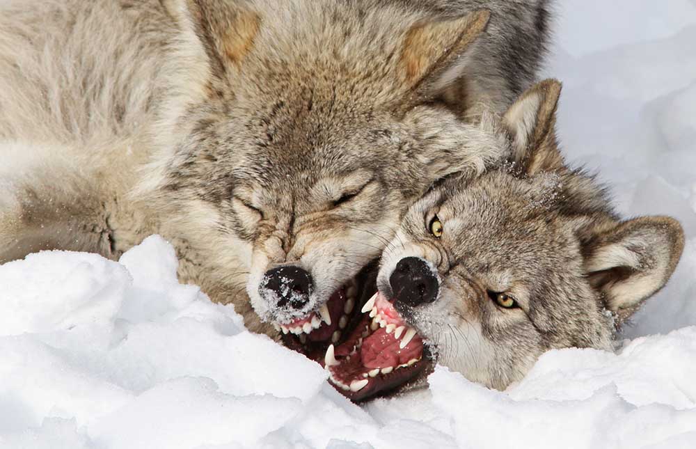 Wolves Rules from Mircea Costina