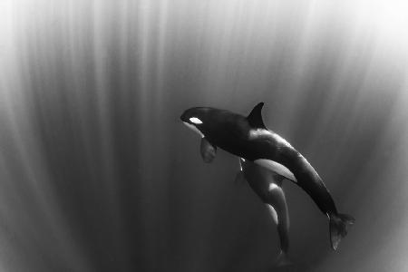 orcas dream