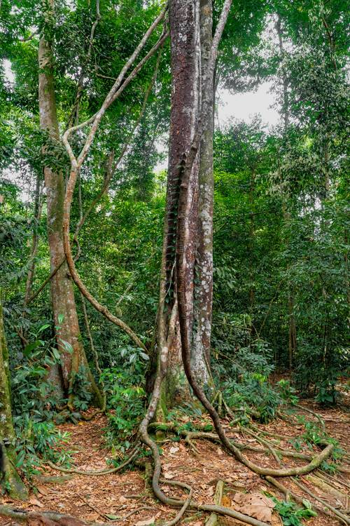 Baum im Regenwald, Natur, Wald, Sumatra, Baumwurzeln, Jungle, Wunder der Natur from Miro May