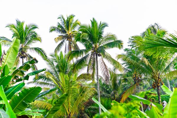 Palmen auf Bali, Regenwald, Floral, Natur, Grün, Bäume, Fotokunst from Miro May