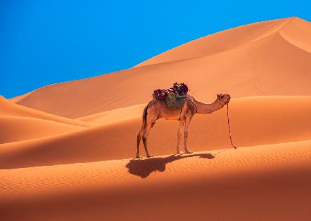Lonely camel in the desert