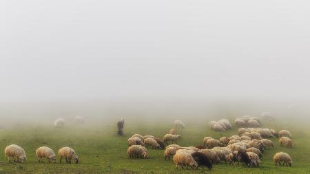 Old shepherd and fog
