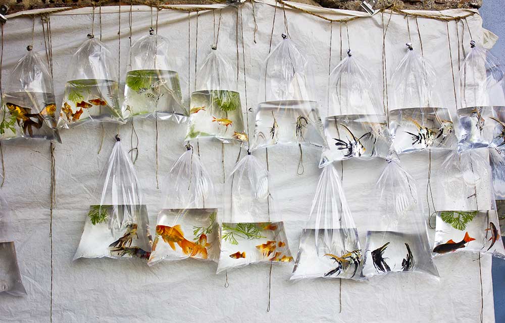 The Wall of Fish from MONOJIT MONDAL