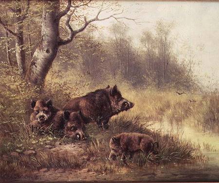 Wild Boar in the Black Forest from Moritz Muller