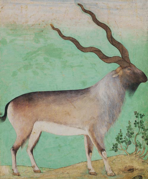 Ibex from Mughal School