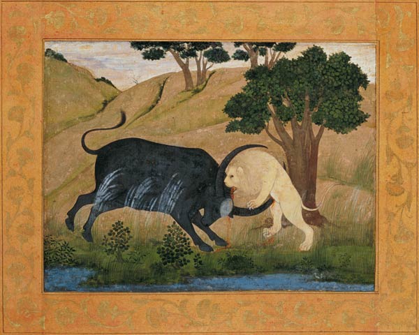 Lion in combat with a water buffalo, from the Large Clive Album from Mughal School