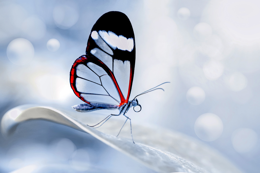 glasswing Butterfly (Greta oto) from mustafa öztürk