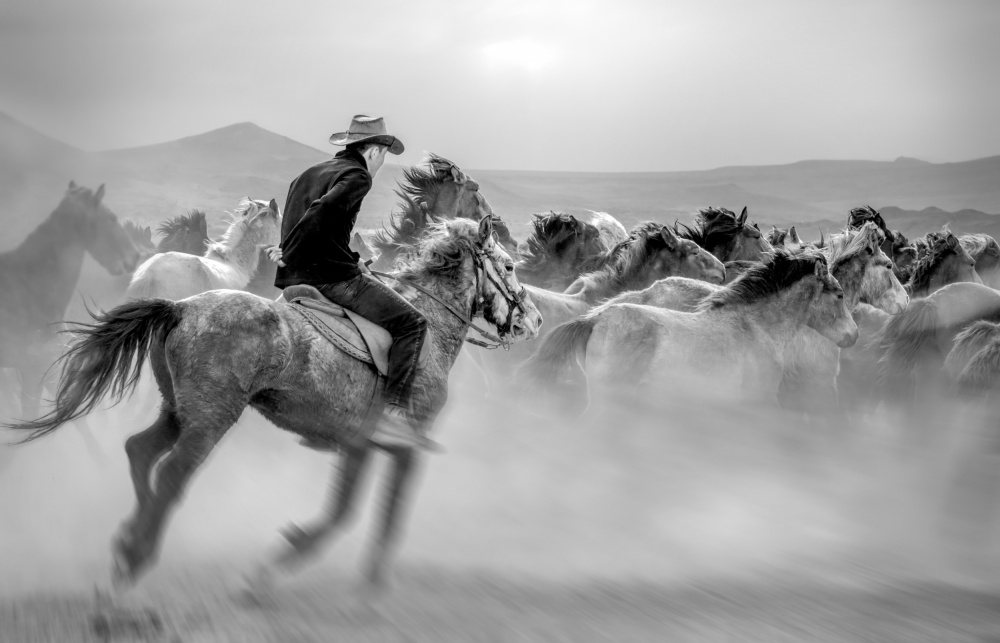 	 Yabani atlar (aka Yılkı Atları) from mustafa öztürk