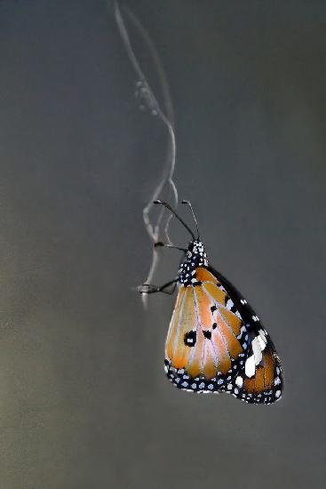 Butterfly on Gossamer