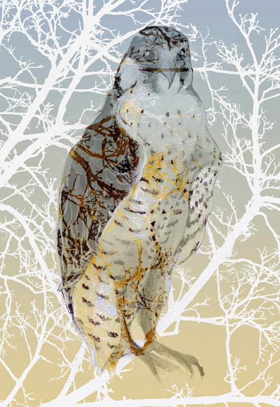 Peregrine Falcon from Nancy Moniz Charalambous