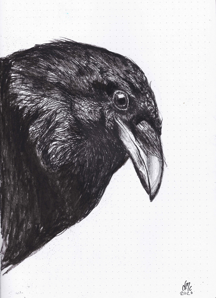 Crow or Raven from Nancy Moniz Charalambous