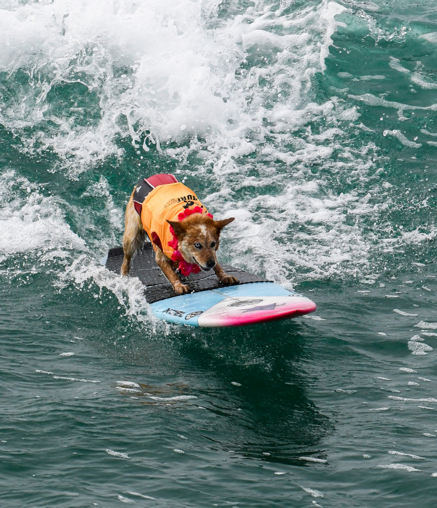 Surfing Dog from NanZ