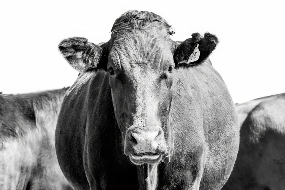 Bonsmara Cow In Black & White from Naomi Lupton