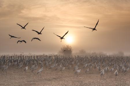 Cranes at sunrise...