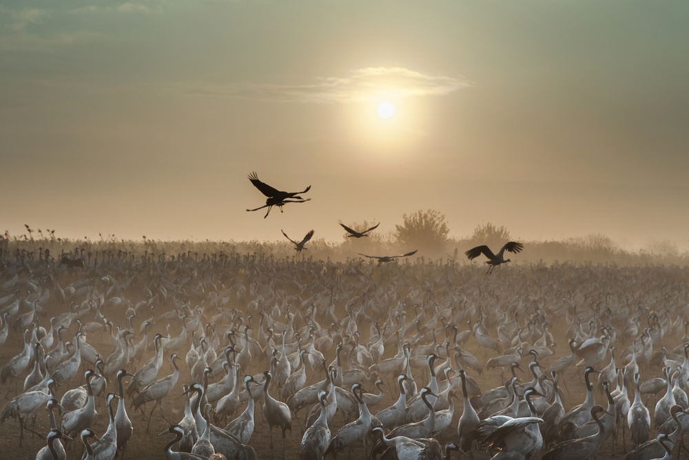 Common Cranes at sunrise... from Natalia Rublina