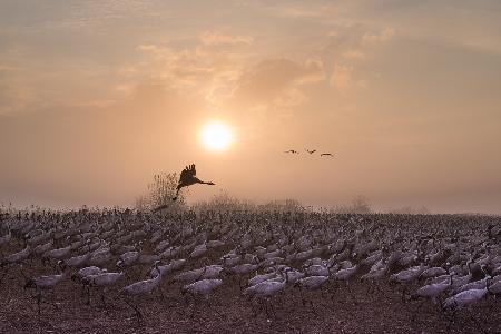 Cranes at Sunrise