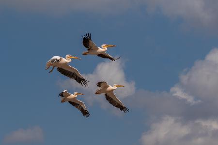 Four Pelicans in flight