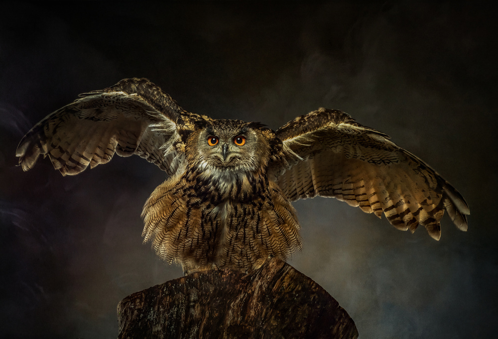 European Eagle Owl from Natascha Worseling