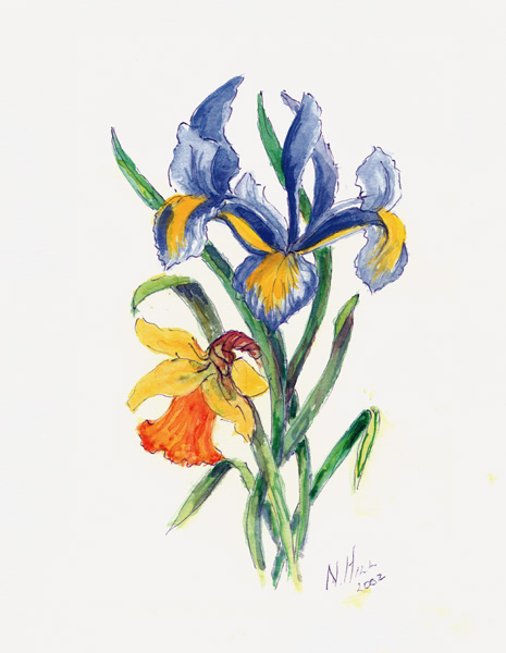 Blue Iris and Daffodil, 2002 (w/c on paper)  from Nell  Hill