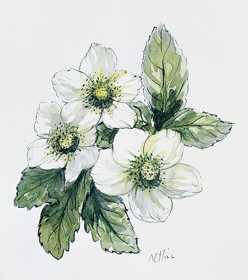 Christmas rose  from Nell  Hill