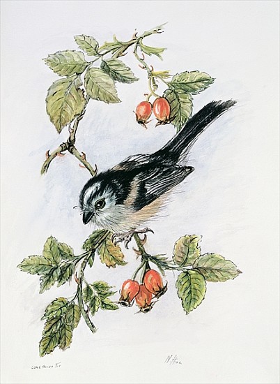 Long-tailed tit and rosehips  from Nell  Hill