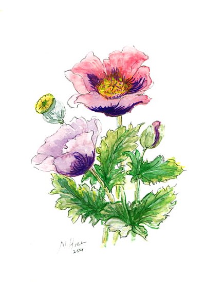 Opium Poppy, 2001 (w/c on paper)  from Nell  Hill