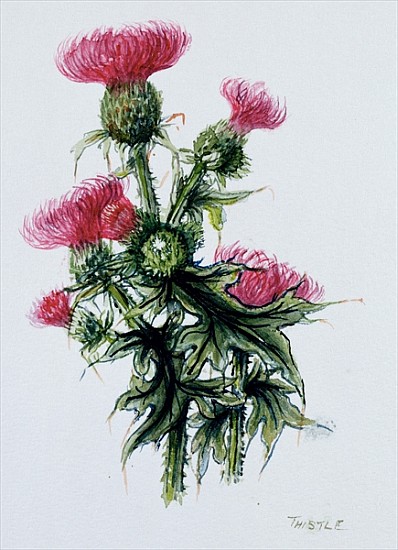 Scottish thistle  from Nell  Hill