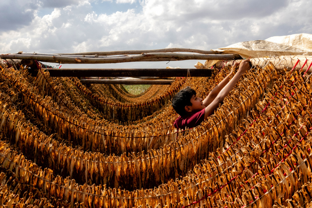 tobacco drying from Nevra Topalismailoglu