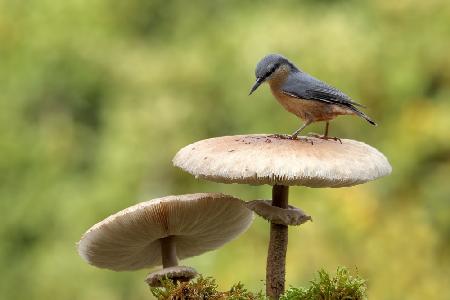 Nuthatch in autumn