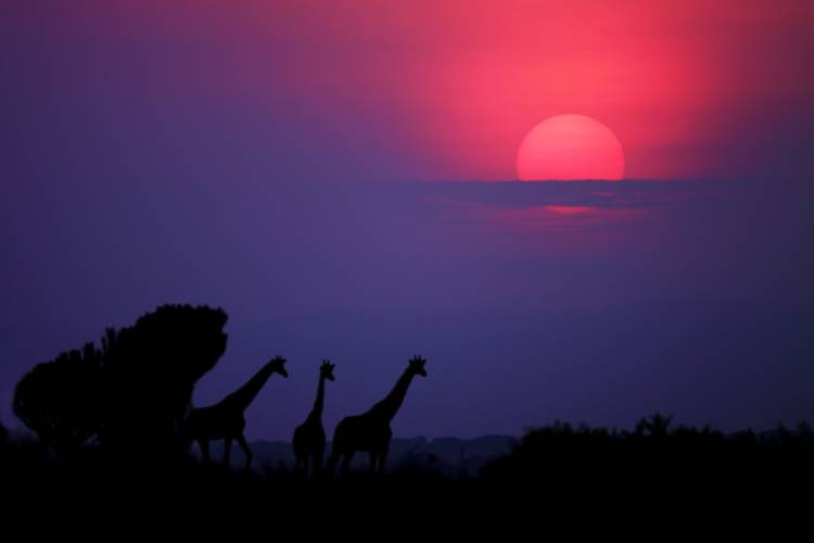 Sunrise in Uganda from Nicolas Merino