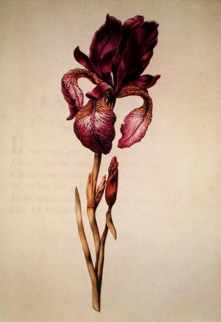 Iris, from 'La Guirlande de Julie' from Nicolas Robert