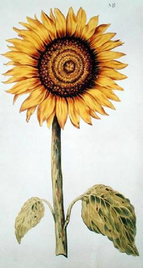 Sunflower or Helianthus, from 'La Guirlande de Julie'