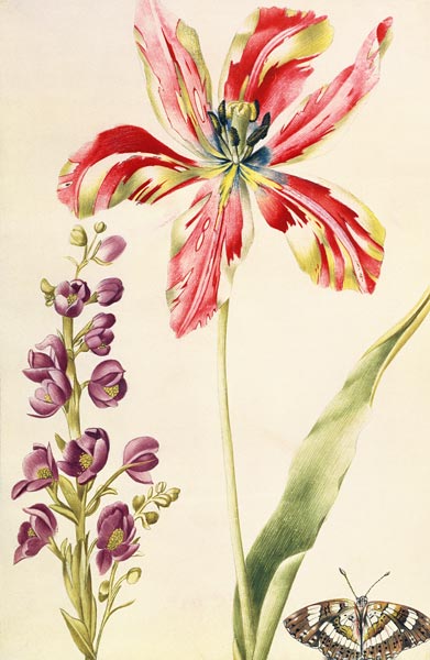 Tulip, Stocks and Butterfly from Nicolas Robert