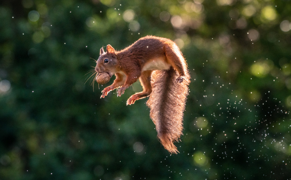 Lavitating Squirrel from Niki Colemont