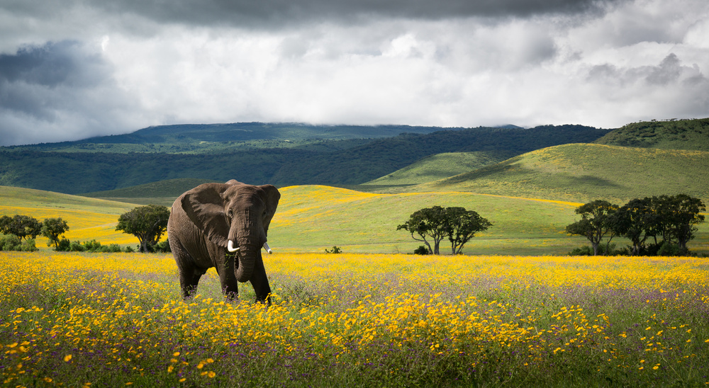 Elephant in Flowers from Nikolay Marenkov