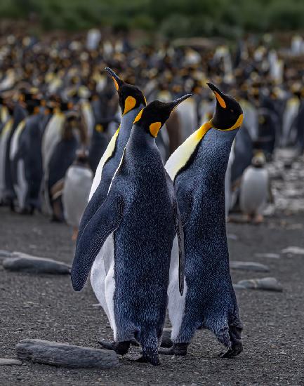 A Trio of Tuxedoed Penguins