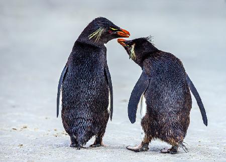 Rockhopper Penguins Chinwag
