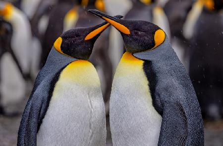 King Penguins in Snowy Day