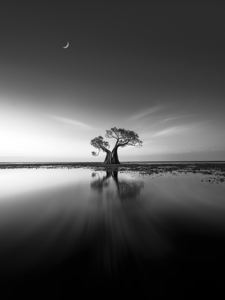 Lonely  Tree from NingYun Ye