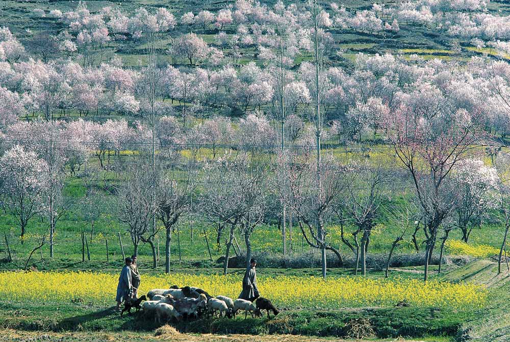 Almond trees and mustard flowers in bloom dotting hill-slope, Pampore, Srinagar (photo)  from 