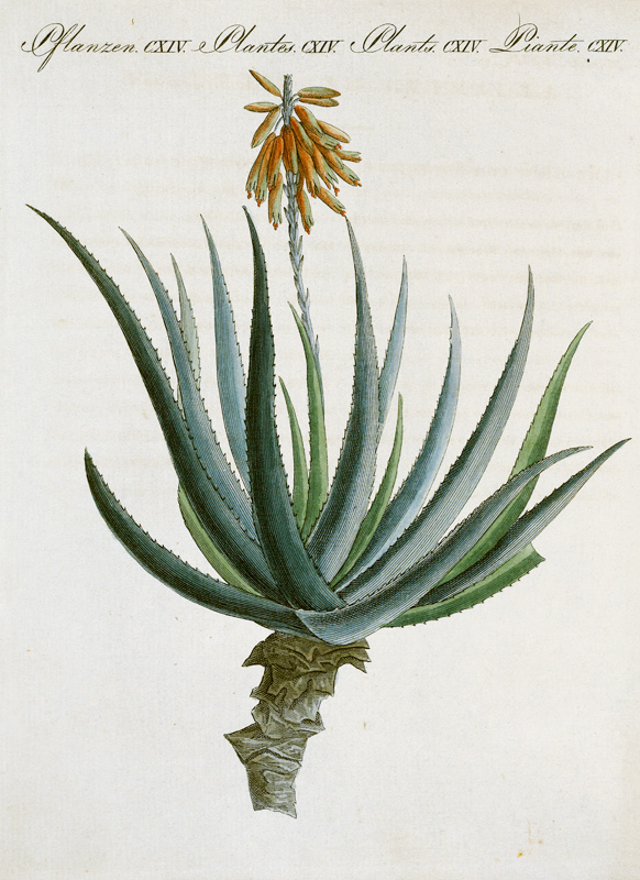 Aloe /from Bertuch 1809 from 